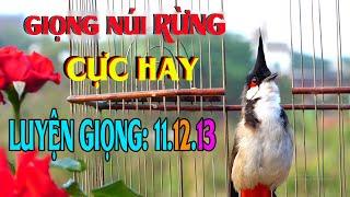 Chào Mào Hót Hay | Luyện Giọng Và Kích Bổi Tuyệt Vời | chào mào hót đấu/03