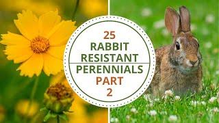 25 MORE Rabbit Resistant Perennials for North Texas