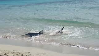 Menorca, Son Bou beach, Shark.