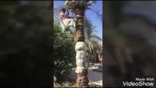 طريقه ترقيد النخله