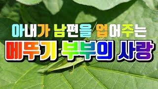 고구마 밭에서 본 메뚜기(방학개비) 부부 사랑법! 아내가 남편을 업어주고 있는 모습.이 무더위에 메뚜기 부부는 어디로 갈까? 메뚜기 부부의 모습을 한번 끝까지 보시지요! #메뚜기