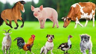 Cute Small Animal Sounds : Cat, Chicken, Dog, Cow, Sheep, Horse, Rabbit, Duck, Pig - Animal Moments