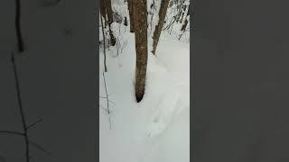 Начало охоты, ищу следы.