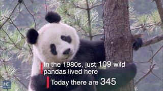 What is unique about pandas in Qinling Mountains, Shaanxi, China?