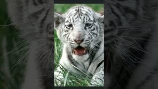 Cute white tiger...#shorts #shortsviral #youtubeshorts #tiger #black #shortsyoutube