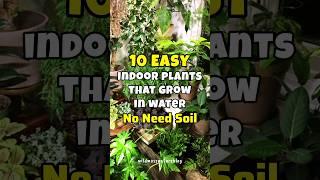 Best indoor plants grow in water / soil less plants #houseplants #shortvideo #short