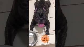 French bulldog begging for shower #frenchbulldog #shortsvideo