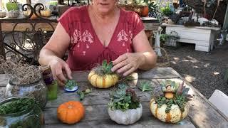 How to make. Succulent Topped Pumpkin