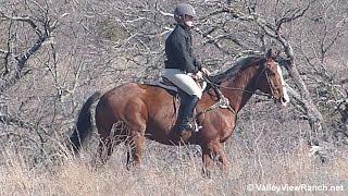 Solid But Mighty - trail riding English - Valley View Ranch