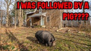 I Found a Pig In This Old Abandoned Time Capsule House! 4K Video