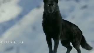 Сабака и хазяен