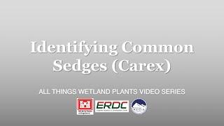 Identifying Common Sedges (Carex)