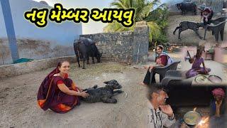 દુધ ની રેલમસેલ || ભેસ વ્યાણી || Village life