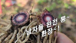 사포닌 산삼의 200배 이상, 몇 뿌리만 먹어도 뜨거운 밤~!! 사타구니 가려움증에도 최고~!.