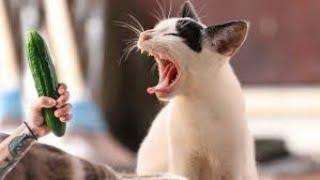 FUNNY WITH ANIMALS / FUNNY CATS / Funny and funny cats and dogs /#5/ Funny animals video