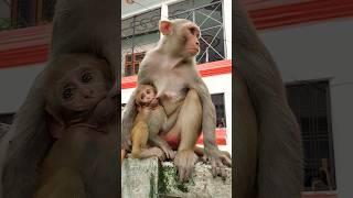 bandar | dudh peeta bacha #bandar #monkey #monkeyvideo