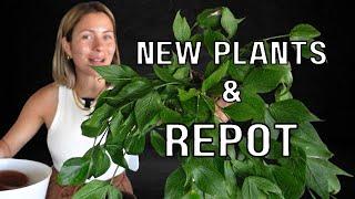 Houseplant Repot + Mini Plant Haul (: | New Indoor Plants Repot & Chat