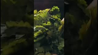 The best steaming in a Russian bath / Лучшее парение в русской бане