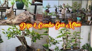 MISS XUÂN | #0967634263 | NHIỀU CÂY ĐẸP & COMBO ĐẸP RẤT DỄ CHƠI VÚ SỮA, DUỐI, LỘC, CÓC, SI, ME, KHẾ.