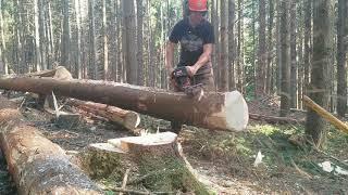 Borkenkäfer Privatwald Teil 3/4. Schälen, wie macht man es richtig?