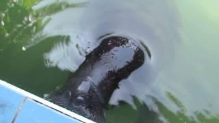 Hand-feeding Amazon Manatees at a Rescue Center in Peru