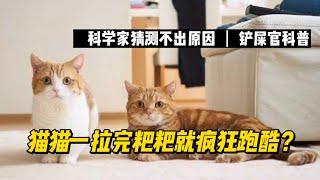 猫猫一拉完粑粑就跑酷？科学家对此也迷惑不解