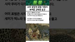 "대체 무슨 일…?" 사자 등장에 표범 가족이 보여준 긴박한 순간
