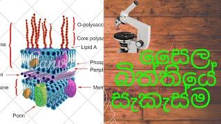 සෛල බිත්තියේ සැකැස්ම