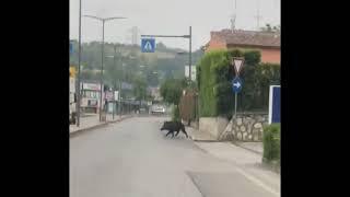 Cinghiale a Siena in Strada Massetana Romana