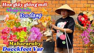 Hoa giấy giống mới nhiều loại nhập ngoại đa dạng..06/11 0939425983.Phúc-Khang