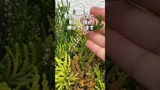 4月23日カルーナの寄せ植え〇関連動画6分52秒からカルーナの寄せ植えです