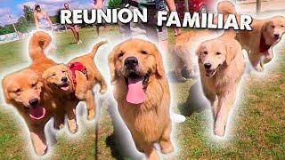 My Dog Is Having A Family Reunion Party! 