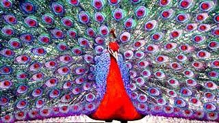 Peacock The Most Beautiful Bird With many Different Colours Feather Out - HD Video