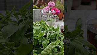 바질페스토 만들기 #바질 #바질페스토정석 #효능좋은바질레시피