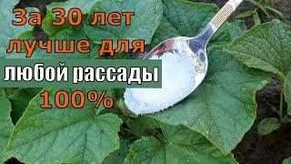 Любая рассада теперь не проблема  Добавил 1 ложку и рассада прет 100% томаты, перцы, огурцы