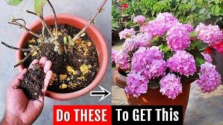 I do THIS to increase flowering on Hydrangea, it FIXES all problems ️