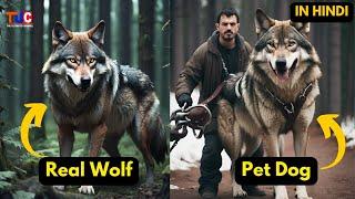 TOP 5 Real Wolf Like Dog Breeds You Don't Know About