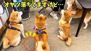 柴犬４匹で女子会したら時間が止まったようにゆっくりで癒ししかない