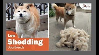 The Top 10 Low Shedding Dog Breeds You Need to Know