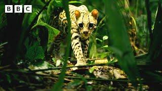 Ocelot stalks lion tamarin babies through the trees 🫣 | Big Little Journeys - BBC