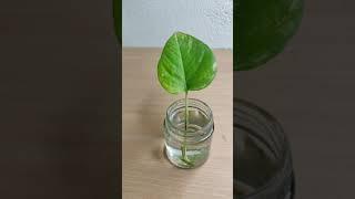 How to propagate money plant in water #shorts