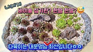 바위솔 다육이 도전!! (다육이는 내운명님 깜짝 방문) 모로가도 서울만가믄 된다고...심기는했다요