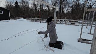Winter Gardening Prep | Starting Sweet Potato Slips, Grapevine Pruning & Seed Planning