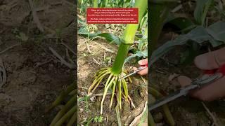 Why do we bother cutting the roots? #farming #farmer #farm