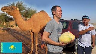 Life on Camel Farm in Kazakhstan