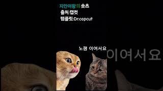 유행이였던 외국 고양이 밈 출처:캡컷 템플릿:Dr.capcut  #고양이  지안이왕의숏츠