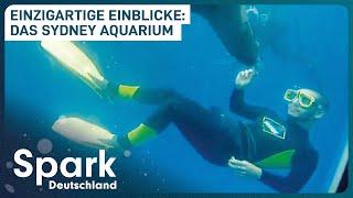 Faszinierende Meereswelt: Sydneys Aquarium | Spark Deutschland