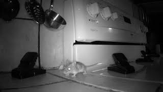 How to Keep Your Kitchen Mouse-Free