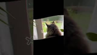 Доброго ранку #catchat #cat #деньсім