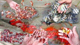 BIGGEST AQUARIUM FISH FARM IN HOOGHLY|BEST QUALITY FISH FARM IN KOLKATA| CHEAPEST PRICE